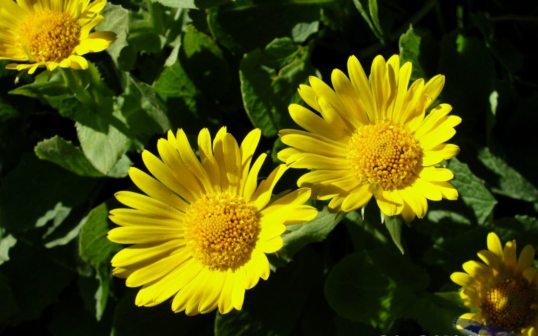 Doronicum grandiflorum, Falsa Arnica