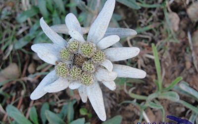Leontopodium alpinum,   Flor de nieve, Edelweiss.