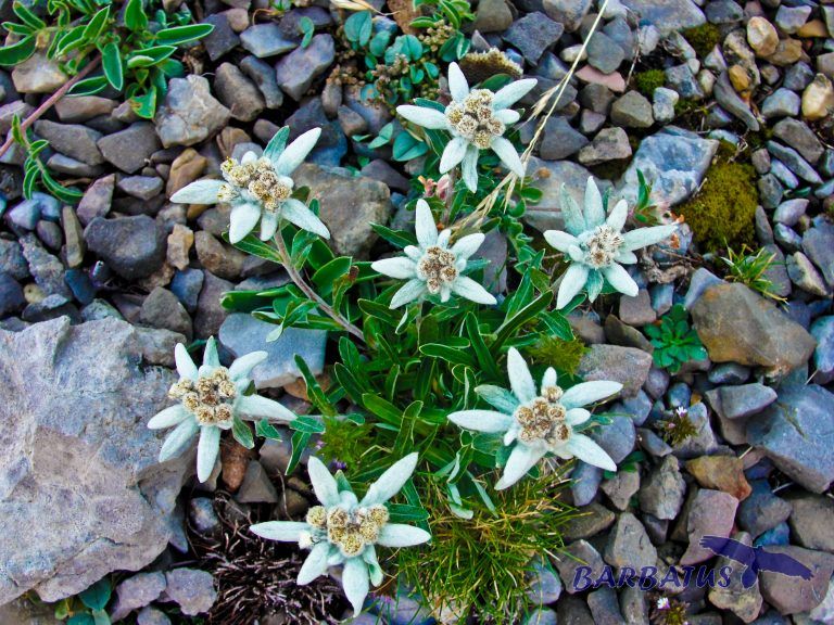 Leontopodium alpinum, Flor de nieve, Edelweiss. Son de Aragón