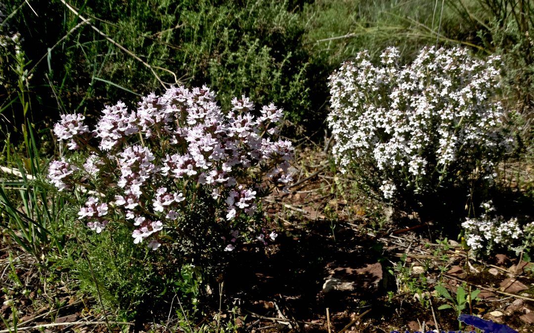 Thymus vulgaris (Tomillo)