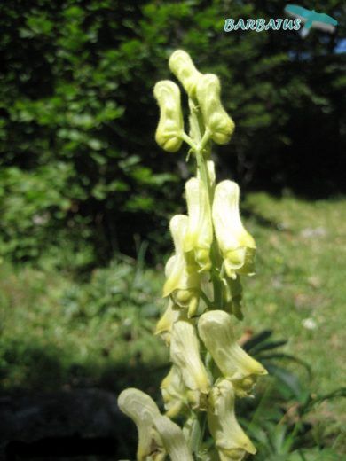 Aconitum vulparia. SUBSP. Neapolitanum